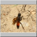 Priocnemis perturbator - Wegwespe w001a 11mm - Sandgrube Niedringhaussee-det.jpg